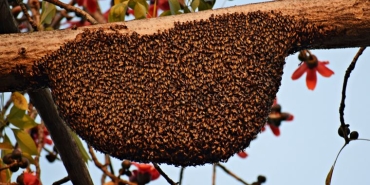 uzman-anlatti-propolis-nedir-bagisiklik-sistemine-nasil-fayda-saglar-4LkBESjk.jpg