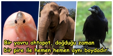 3-yasindaki-bir-cocugu-tatmin-edecek-kadar-ilgi-cazibeli-ve-anlasilmasi-kolay-22-gercek-seIqUkdS.jpg