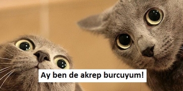 dev-kedilere-mujde-burcunuza-nazaran-nasil-bir-kedi-olacaginizi-soyluyoruz-r9blIWer.jpg