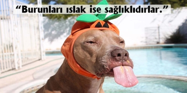 her-duydugunuza-inanmayin-kopeklerle-ilgili-cok-yanlis-bildiginiz-birbirinden-sasirtan-gercekler-C1xAXs9H.jpg