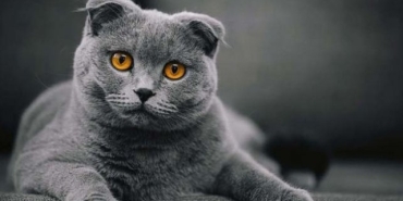 minnoslugu-ve-uysalligi-ile-herkesin-sahiplenmek-istedigi-scottish-fold-cinsi-kedileri-yakindan-taniyalim-slgp7N6k.jpg