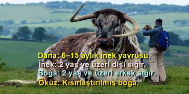 yarin-bir-gun-rezil-olmamak-icin-farklarini-kesinlikle-bilmeniz-gereken-kavramlar-XVG366iD.jpg