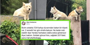 yillardir-tipki-duvar-ustunde-yoldan-gecenleri-izleyen-istanbul-kuzguncukun-maskotu-kopek-rockynin-oykusu-IATTfOnI.jpg